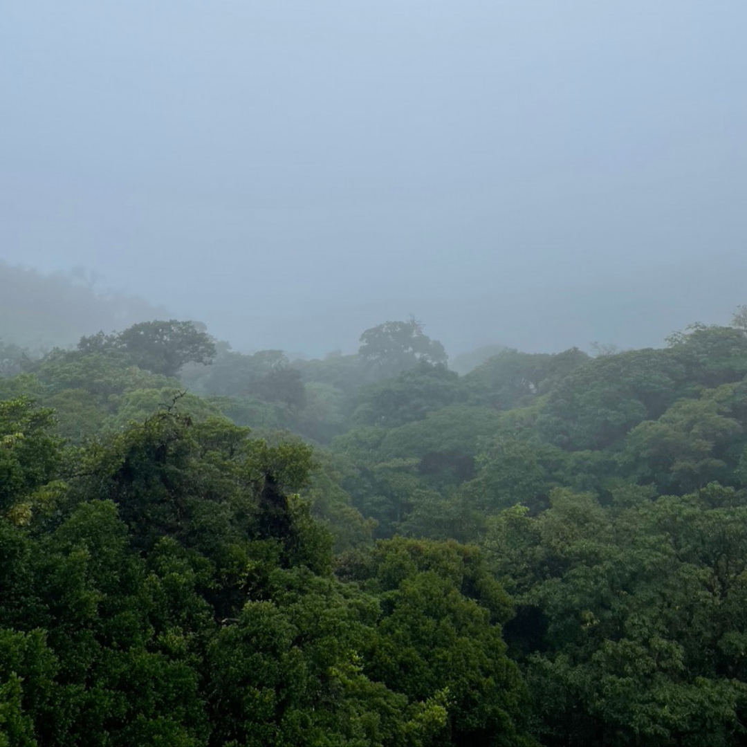 Ein Tag im Regenwald Costa Ricas: Vom Sky Walk über die Kaffee-Tour bis zur Nachtwanderung